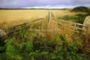 footpath, in the hedge